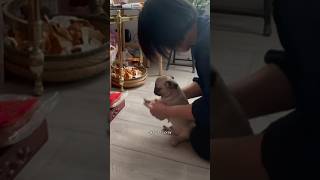 MY MOM MADE MY DOG PRAY 🐶🤣🙏🏻 [upl. by Moffit327]