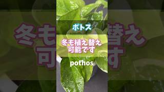 【ポトス】冬でも植え替え可能です 観葉植物 houseplants plants ポトス pothos [upl. by Borman]