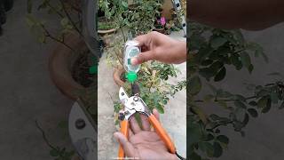 Before Winter Rose Plant Care Tips [upl. by Bourn]