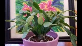 Easter Cactus Care amp TipsNew Series January 2023 [upl. by Henleigh411]