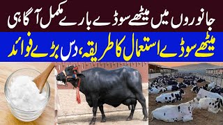 Meetha Soda Use and Importance in Dairy Animals  Benefits amp use of meetha soda in animals [upl. by Assiron]