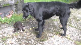 Flatcoated Retriever father and puppies [upl. by Allehs]