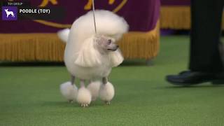 Poodles Toy  Breed Judging 2020 [upl. by Nwahsat]