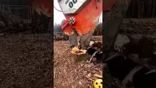 Tree root removal treeremoval amazingmachinery amazingfacts facts shortvideo [upl. by Dailey]