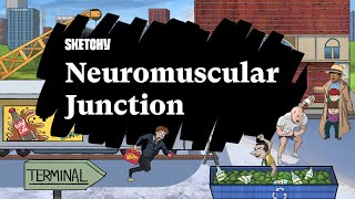 Neuromuscular Junction Full Lesson  Sketchy Medical  USMLE Step 1 [upl. by Mashe]