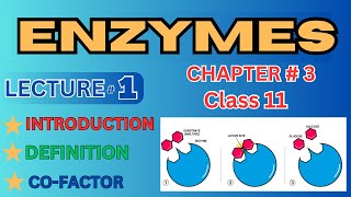 31 Enzymes  Definition  Introduction  CoFactor amp it’s types [upl. by Zul]