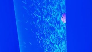 Relax Sensory Fish Aquarium ASMR [upl. by Immaj980]