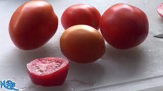 ⟹ Rio grande tomato  Solanum lycopersicum  Tomato review 2018 [upl. by Nivle653]