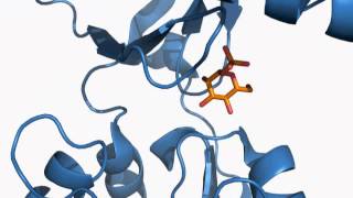 The Structural Basis of Congenital Disorder of Glycosylation Type 1a [upl. by Einad]