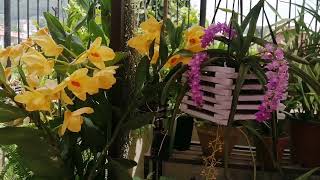 Beautiful Dendrobium Moschatum and Aerides multiflora orchid bloom in my garden garden [upl. by Hattie]