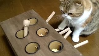 Cat is an expert at this whackamole game [upl. by Inalawi]