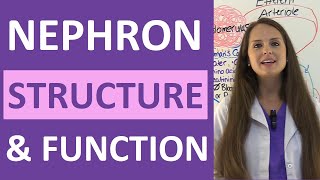 Nephron Structure and Function Physiology  Filtration Reabsorption Secretion NCLEX Review [upl. by Siravaj]