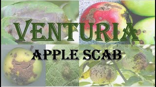 Venturia  Symptoms  Disease cycle of Apple scab HPU BSc 1st year [upl. by Nnaihs950]