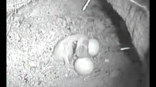 Greater honeyguide chick kills its foster sibling [upl. by Yeltneb]