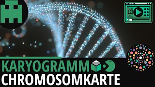 Karyogramm Chromosomenkarte │Biologie Lernvideo Learning Level Up [upl. by Assirrec]