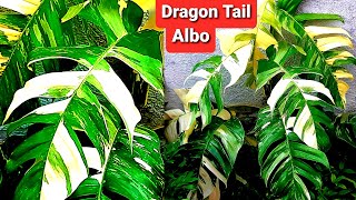 Epipremnun Pinnatum Albo  Dragon Tail Plant Care [upl. by Ecirtram]