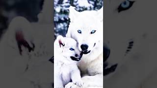 Ils sont juste magnifiques divertissement loup nature [upl. by Anirba]