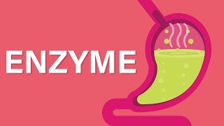 What are Enzymes [upl. by Lyndy]