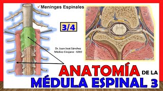 🥇 MÉDULA ESPINAL 34  Meninges Espinales Anatomía ¡Explicación fácil [upl. by Bacchus]