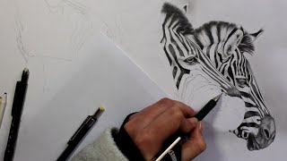 Drawing Timelapse Zebra Part 5 [upl. by Belding]