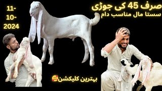 45 HAZAR M JORI BEHTREEN COLLECTION  BILAL SHAH GOAT FARM SASTA MAAAL MUNASIB DAM [upl. by Cannon]