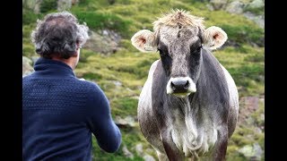 Kaunertal glacier road alpine road with a lot of cows  Kaunertaler Gletscherstraße [upl. by Frohman312]