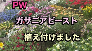 【植え付け】PWガザニアビーストほか お庭のパトロール [upl. by Endo]