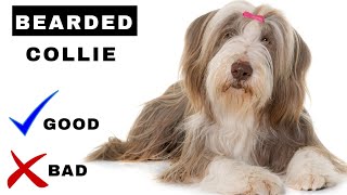 Bearded Collie Pros And Cons 10 Things You Didnt Know About Bearded Collies  Prepare to be Amazed [upl. by Karisa911]