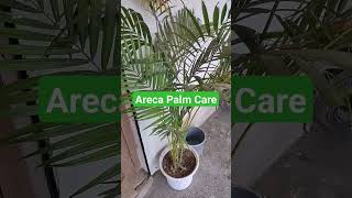 Areca Palm Care Tips arecapalm plantscare plants gardeningtips plantscaretips [upl. by Anstus]