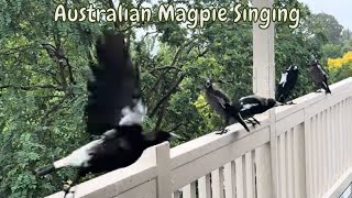 Australian Magpies Singing [upl. by Draner]