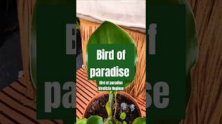 Bird of paradise plant  Strelitzia Reginae Tropical plant growth plants shorts plantsofyoutube [upl. by Adnicaj]