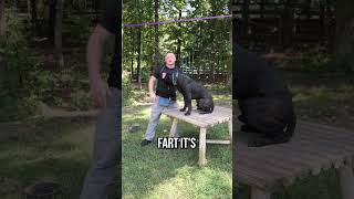 How To Lift A 100LB DOG  THE RIGHT WAY [upl. by Byrne]