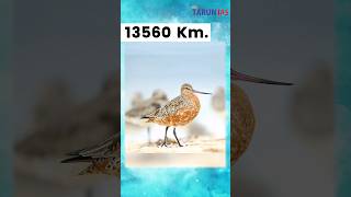 13560 Km without stop amp rest  Bar tailed Godwit makes world record BartailedGodwit shorts [upl. by Llehsad]