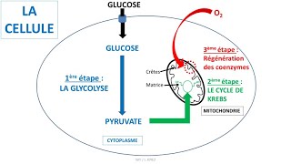 Respiration cellulaire  glycolyse cycle de Krebs coenzymes NAD et chaîne respiratoire [upl. by Athalee]