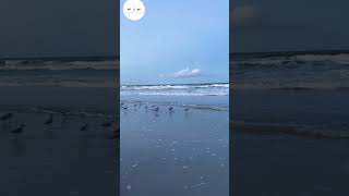 Sanderling birds in Daytona beach 🌊🌊 sanderling beach nature florida daytona [upl. by Anyaj569]