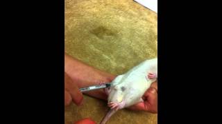 IP injection on a rat [upl. by Etteroma245]