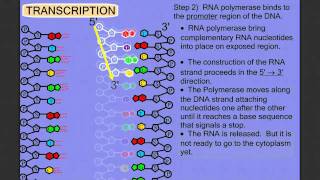 Protein Synthesis Stage 1 Transcription [upl. by Luapnaes]