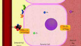 Hydrochloric Acid HCl Production In The Stomach Animation [upl. by Inod]