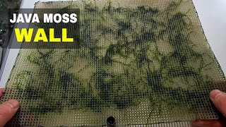 How to make a Java Moss Wall for your Aquarium [upl. by Nnaeitak535]