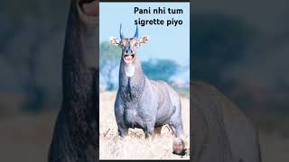 aigrette Lao re subscribe kro re animals funny wildlife comedy crushing deer comedyfilms [upl. by Mckenzie]