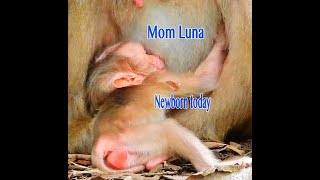 So Loudly Screaming Newborn Baby Boy During Mom Lina Let Him Standing Up To Get Milk Did Not Hug Him [upl. by Emelia]