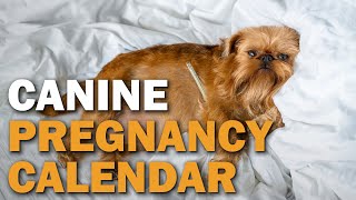 Canine Pregnancy Calendar  CKCs Talkin Dogs List Show [upl. by Asyram]