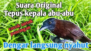 SUARA BURUNG TEPUS KEPALA ABUABU ORIGINAL [upl. by Assennej985]