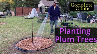 Planting plum trees  complete guide garden gardening [upl. by Loram]