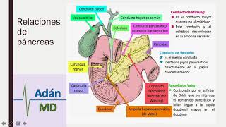 Anatomía y Fisiología del Sistema Digestivo parte 3 [upl. by Eiralc]