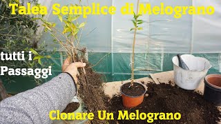 Talea Semplice di Melograno tutti i Passaggi [upl. by Sivolc]