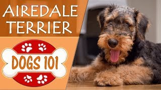 Dogs 101  AIRDALE TERRIER  Top Dog Facts About AIREDALE TERRIERS [upl. by Aernda879]