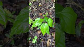 Leaves of Tiliacora acuminata [upl. by Buddy]