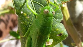 Trending Tipaklong na Chismosa at Founder na Budol viral trending grasshoppers asmr [upl. by Veda601]