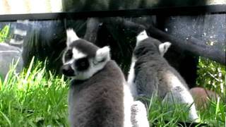 Ringtailed lemurs with mirror [upl. by Loginov]